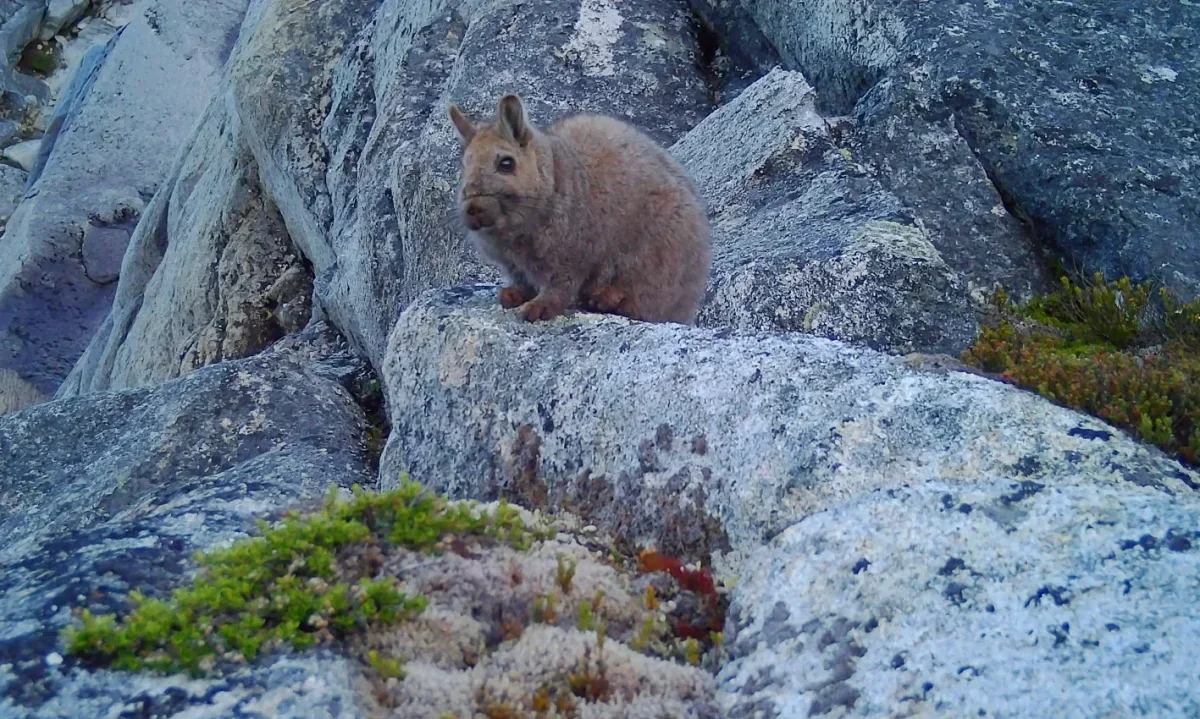 Investigación amplía rango de distribución de la vizcacha austral en Chile