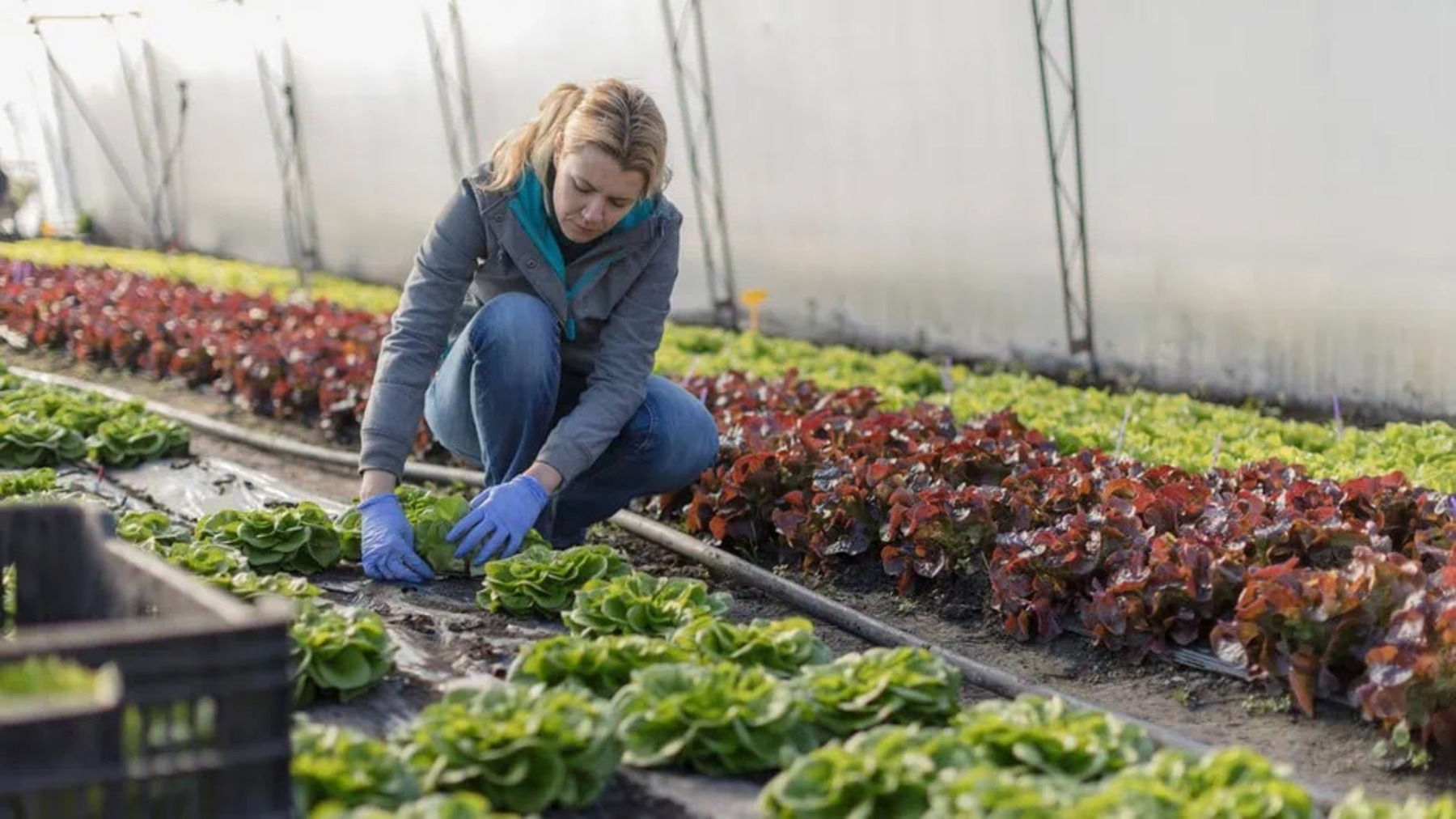 La agricultura ecológica marcará el futuro de la alimentación en Europa y centrará el Congreso Europeo 2026