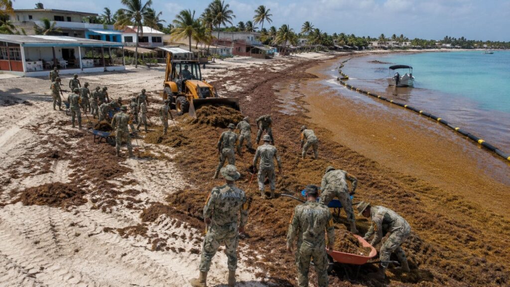 La invasión de sargazo se dispara en México: 100 efectivos navales luchan cada día contra una macroalga que ya ha cubierto 37 de las 40 playas de la región