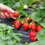 Las fresas ecológicas no tienen plaguicidas según un análisis europeo de once países de la UE – ECOticias.com