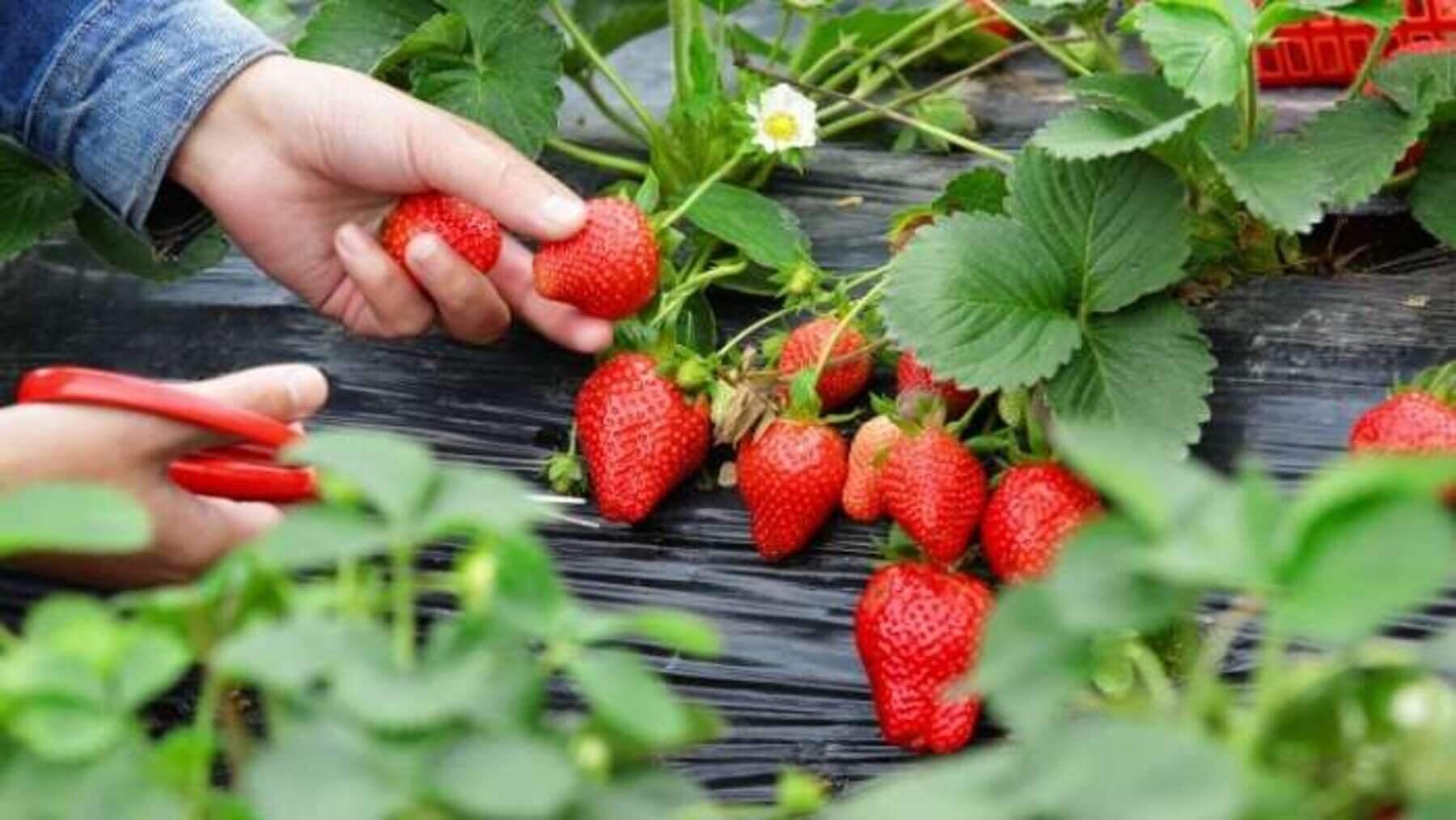 Las fresas ecológicas no tienen plaguicidas según un análisis europeo de once países de la UE – ECOticias.com