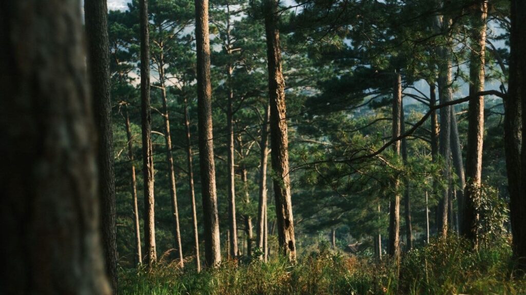 Los bosques reclaman un papel protagonista en la Agenda 2030 de la ONU desde el foro de Nueva York – ECOticias.com