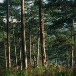 Los bosques reclaman un papel protagonista en la Agenda 2030 de la ONU desde el foro de Nueva York – ECOticias.com