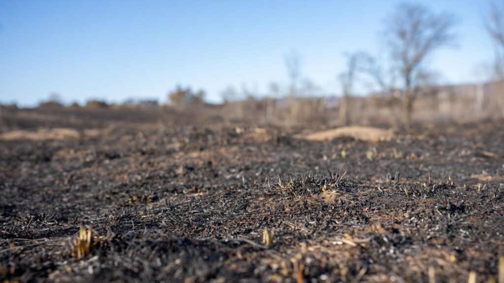 Los suelos quemados necesitan análisis antes de reforestar para evitar daños mayores – ECOticias.com