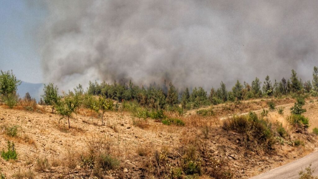 Más del 90 % de los incendios forestales en España tienen origen humano – ECOticias.com