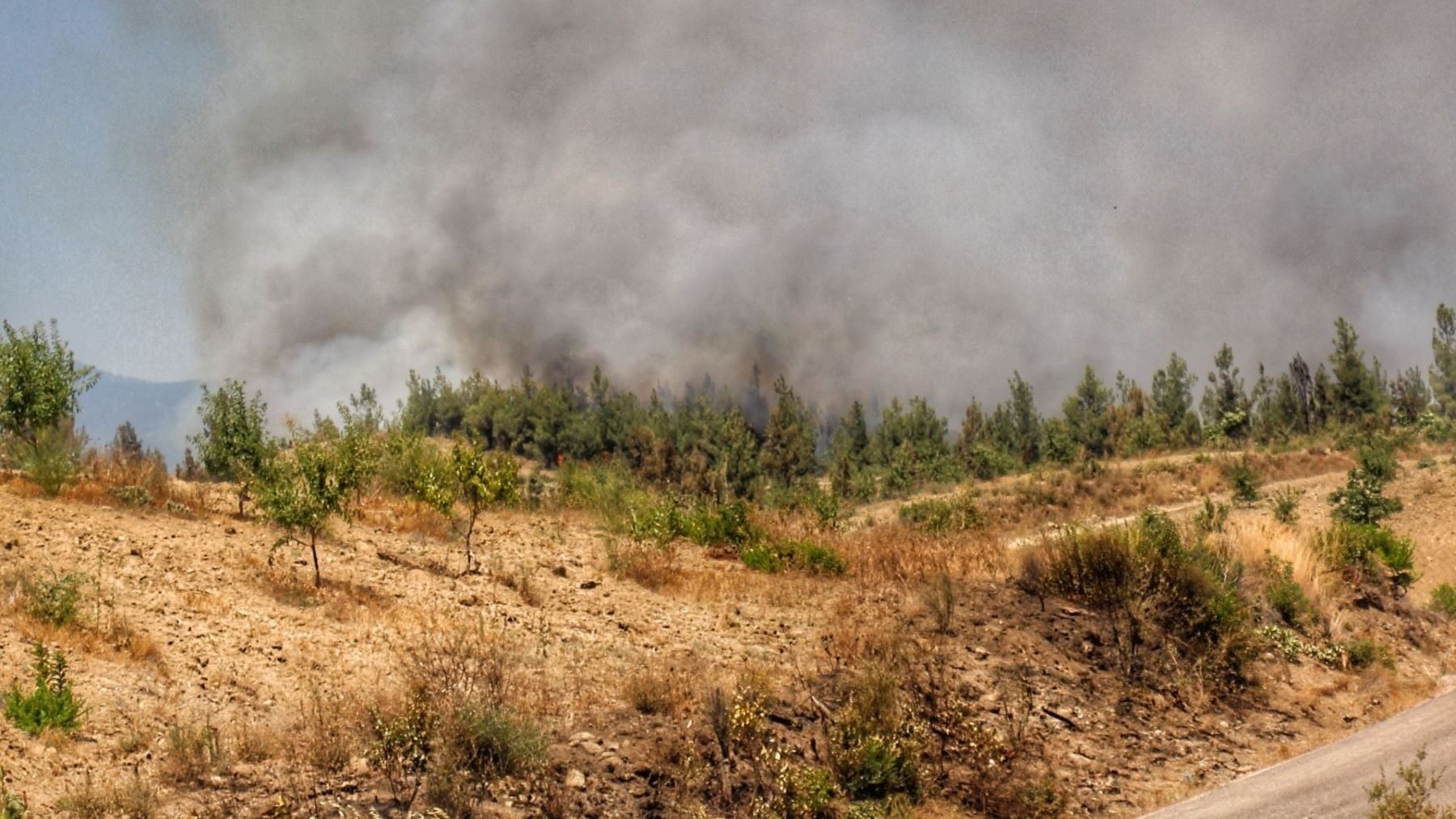 Más del 90 % de los incendios forestales en España tienen origen humano – ECOticias.com