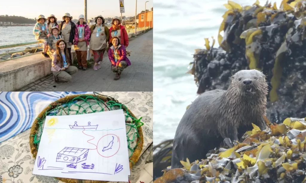 Mujeres algueras lideran innovador proyecto para proteger la fauna marina en Biobío