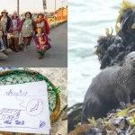 Mujeres algueras lideran innovador proyecto para proteger la fauna marina en Biobío