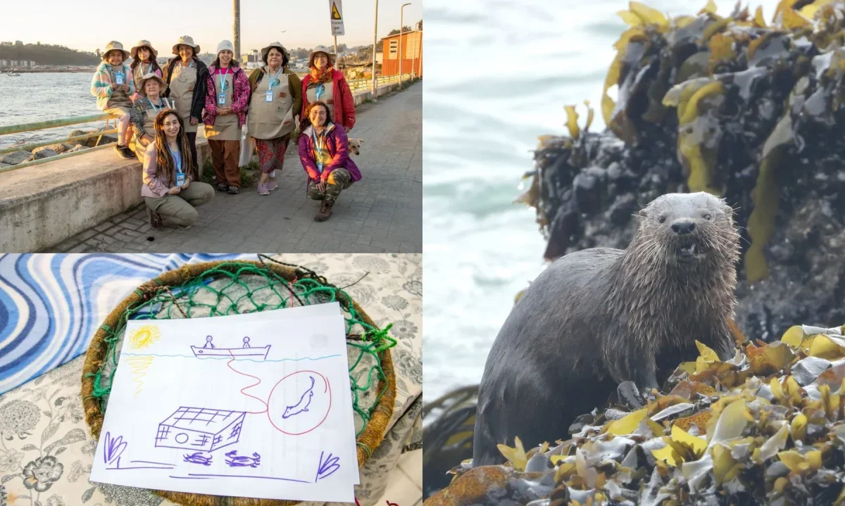 Mujeres algueras lideran innovador proyecto para proteger la fauna marina en Biobío