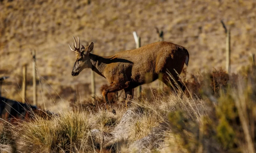 Primer ejemplar recuperado en Centro de Rescate y Rehabilitación del Huemul regresa a su hábitat natural