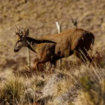 Primer ejemplar recuperado en Centro de Rescate y Rehabilitación del Huemul regresa a su hábitat natural