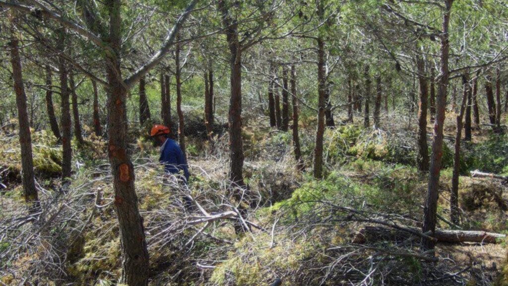 AVEBIOM apuesta por la biomasa para prevenir incendios forestales y generar empleo rural – ECOticias.com
