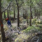AVEBIOM apuesta por la biomasa para prevenir incendios forestales y generar empleo rural – ECOticias.com