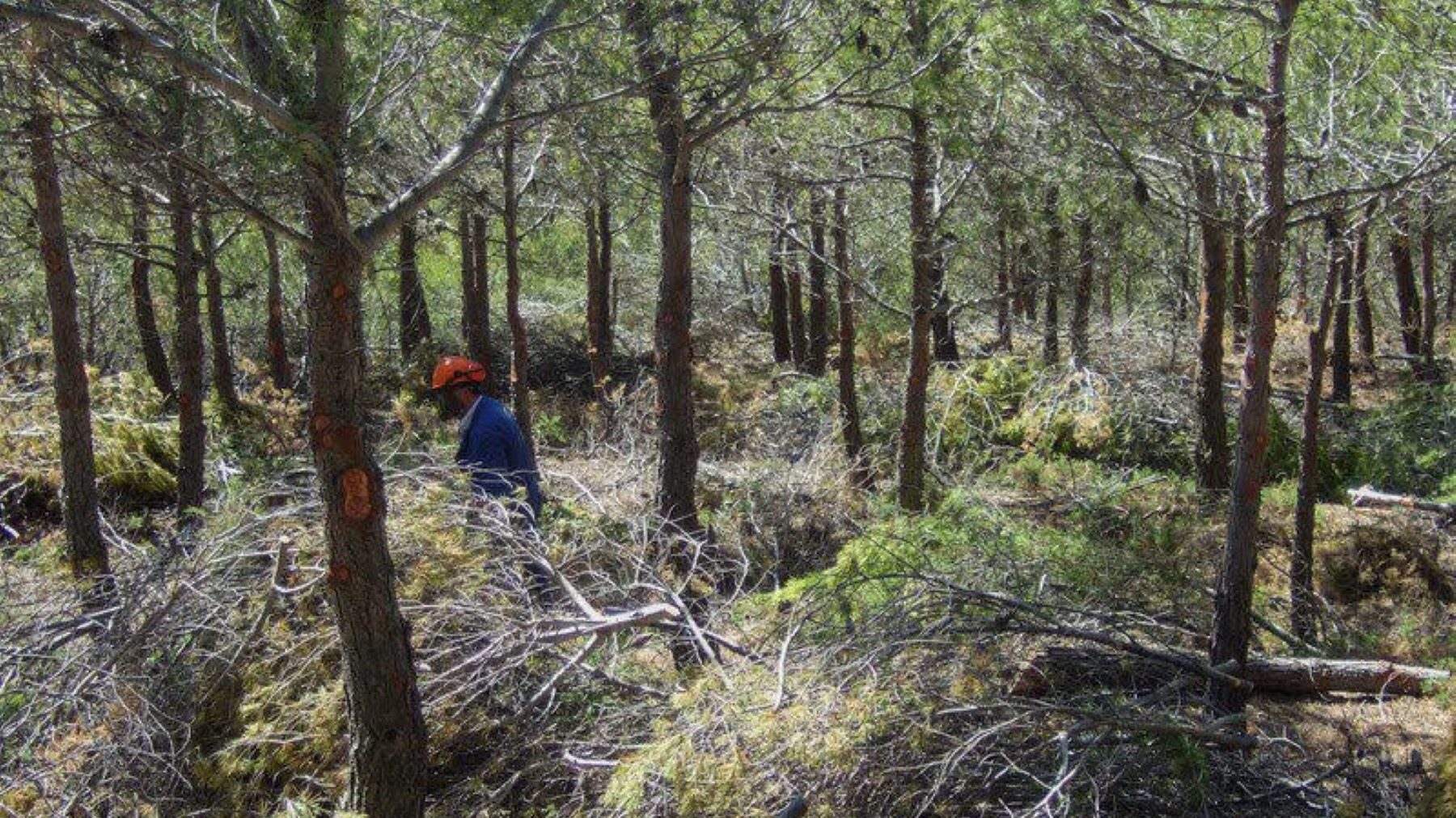 AVEBIOM apuesta por la biomasa para prevenir incendios forestales y generar empleo rural – ECOticias.com