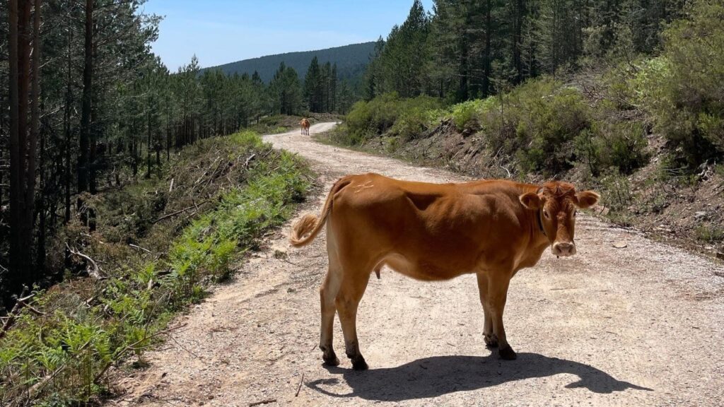 Andalucía lidera la recuperación de vías pecuarias en España con una inversión récord de 88 millones – ECOticias.com
