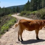 Andalucía lidera la recuperación de vías pecuarias en España con una inversión récord de 88 millones