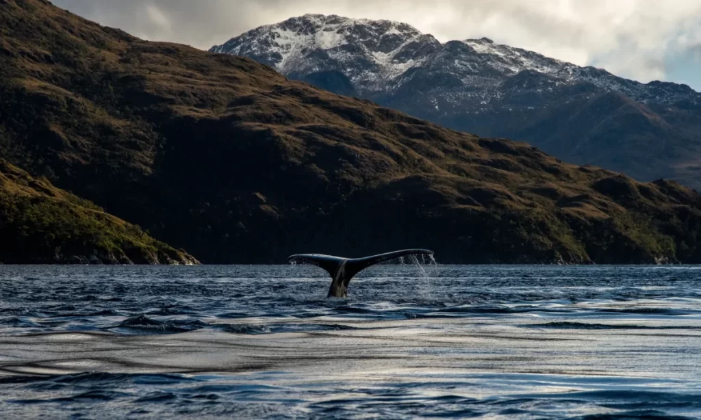 Ballenas: los espíritus antiguos que aún enseñan a habitar el mar
