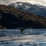 Ballenas: los espíritus antiguos que aún enseñan a habitar el mar