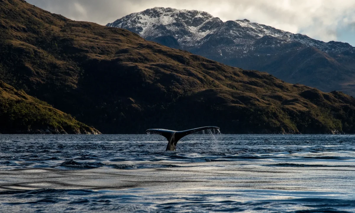 Ballenas: los espíritus antiguos que aún enseñan a habitar el mar