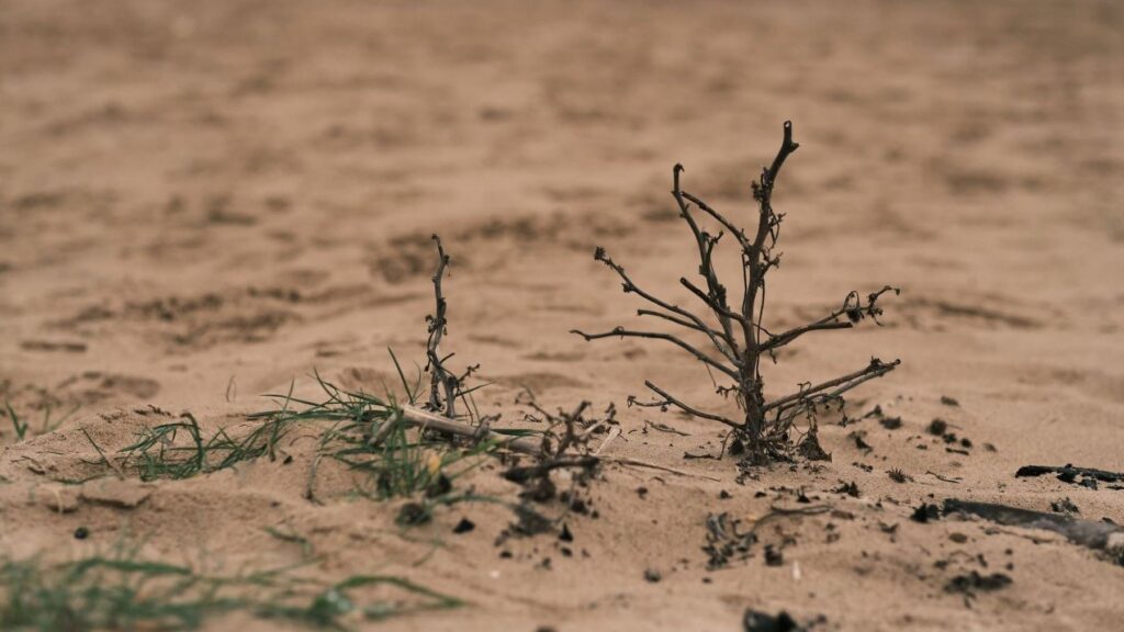 COP17 contra la desertificación: los países del Sur global exigen financiación urgente y acción climática en Mongolia – ECOticias.com