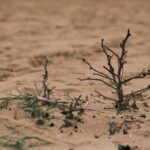 COP17 contra la desertificación: los países del Sur global exigen financiación urgente y acción climática en Mongolia