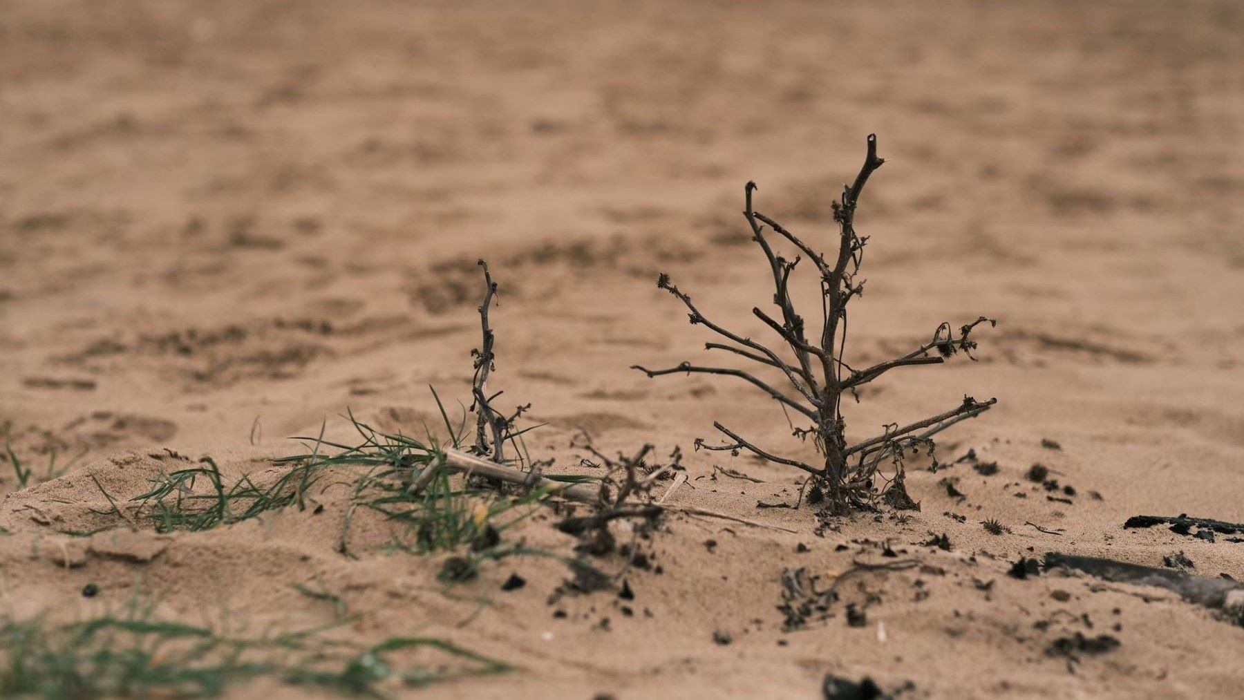 COP17 contra la desertificación: los países del Sur global exigen financiación urgente y acción climática en Mongolia