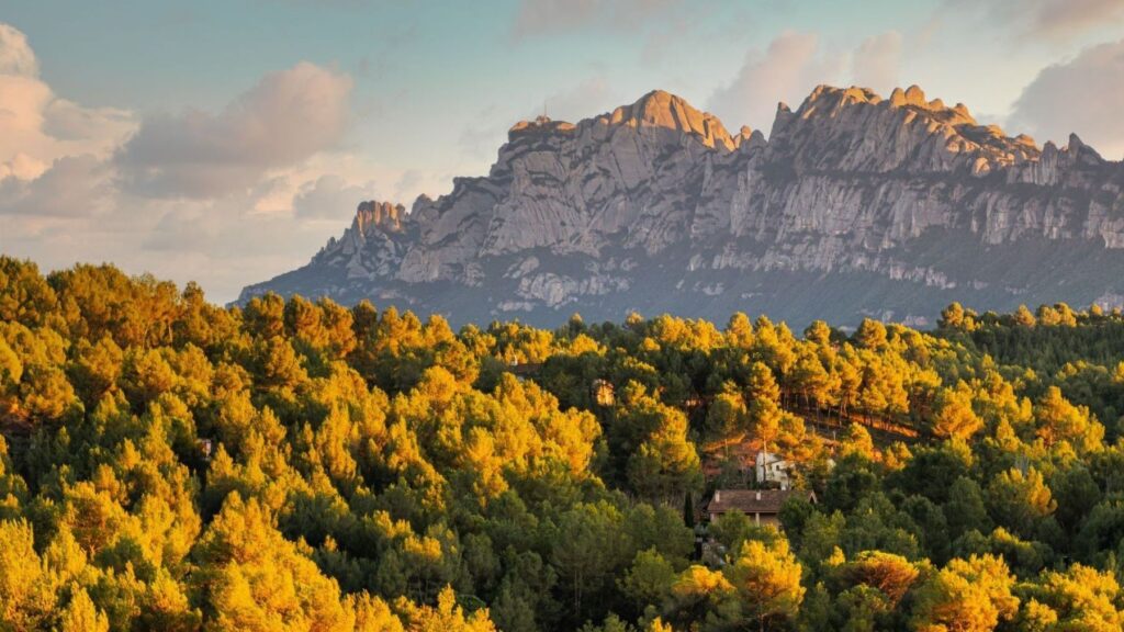 Cataluña invierte un millón de euros en innovación forestal para prevenir incendios y sustituir el plástico – ECOticias.com