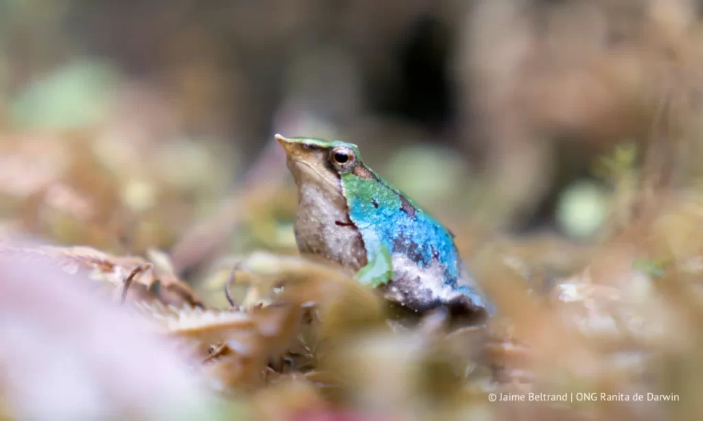 Chile y Argentina fortalecen alianza para salvar a las ranitas de Darwin de la extinción