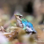 Chile y Argentina fortalecen alianza para salvar a las ranitas de Darwin de la extinción