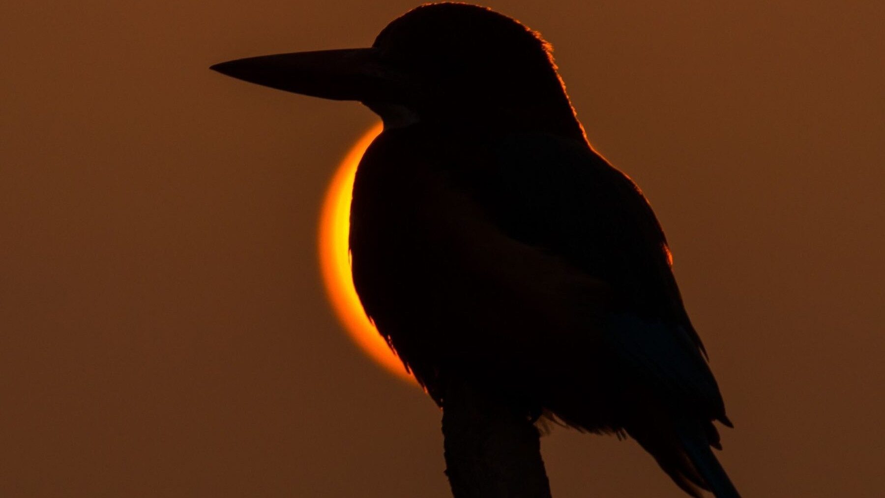 Cómo ver el eclipse solar del 12 de agosto sin dañar la naturaleza en uno de los mayores eventos astronómicos del año