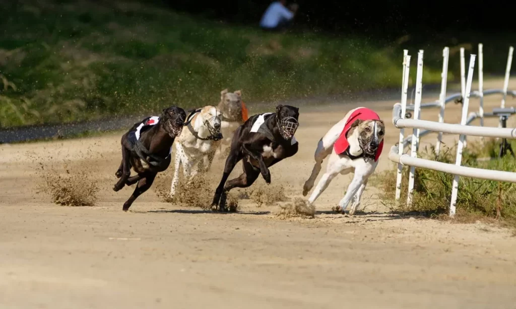 Con amplio apoyo se aprueba proyecto que prohíbe carrera de galgos