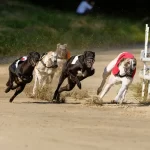 Con amplio apoyo se aprueba proyecto que prohíbe carrera de galgos