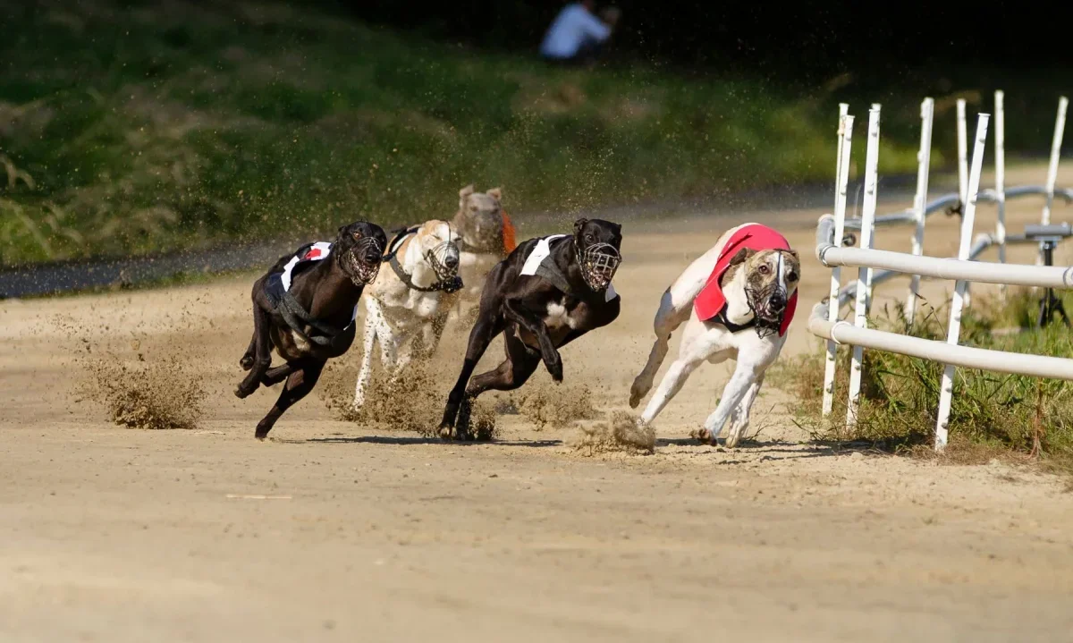 Con amplio apoyo se aprueba proyecto que prohíbe carrera de galgos