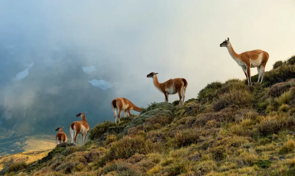 Día de los Parques Nacionales: llaman a cerrar brechas para una conservación efectiva