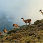 Día de los Parques Nacionales: llaman a cerrar brechas para una conservación efectiva