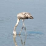 Doñana se queda sin tiempo: 140 hectáreas de cultivos ocupan corredores clave para salvar el espacio natural