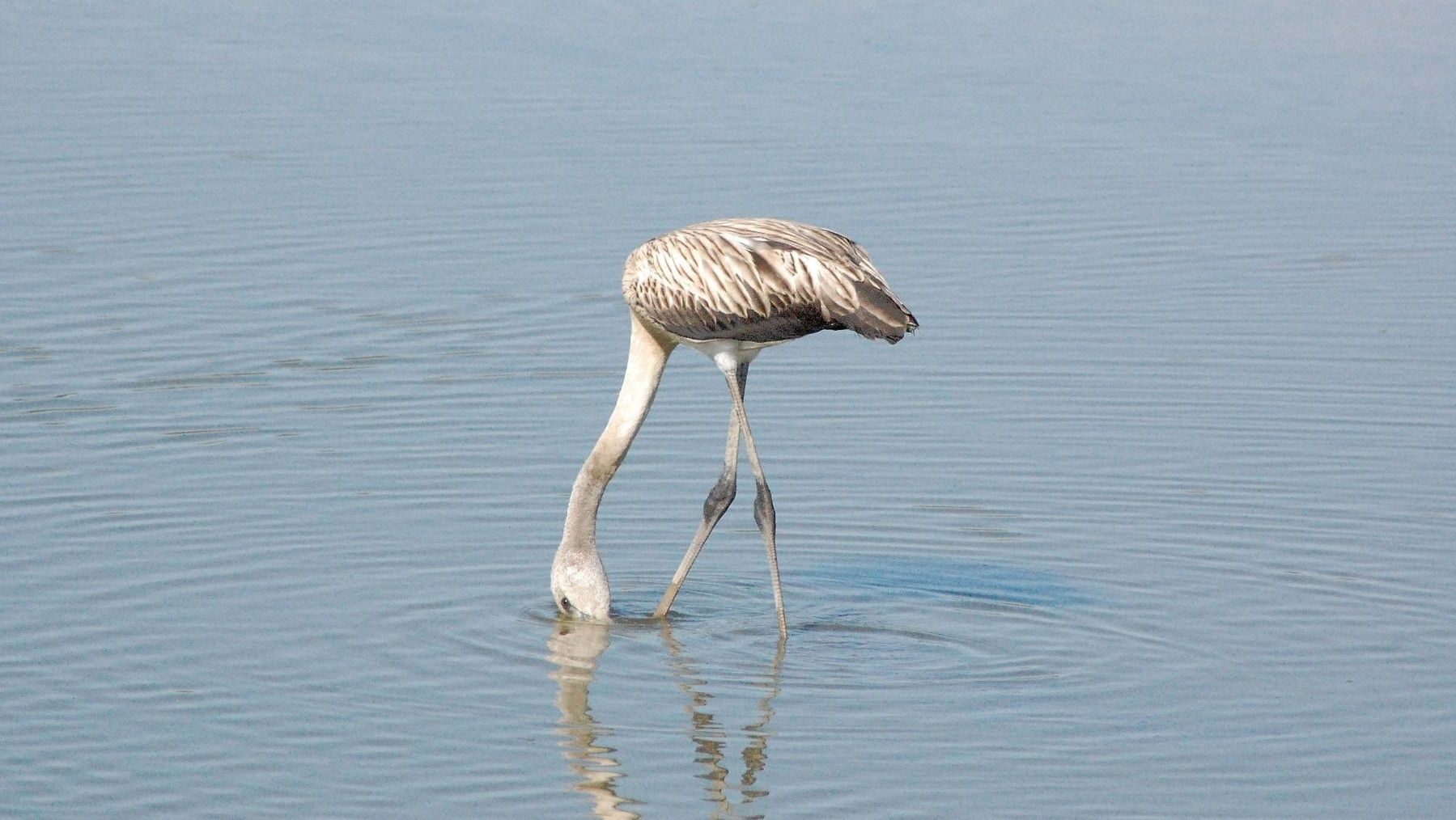 Doñana se queda sin tiempo: 140 hectáreas de cultivos ocupan corredores clave para salvar el espacio natural – ECOticias.com