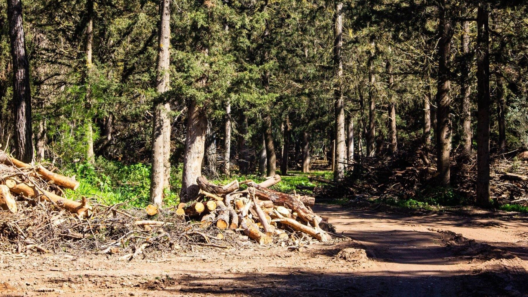 El consumo de biomasa forestal crece un 19 % en Cataluña y evita casi 282.000 toneladas de emisiones – ECOticias.com