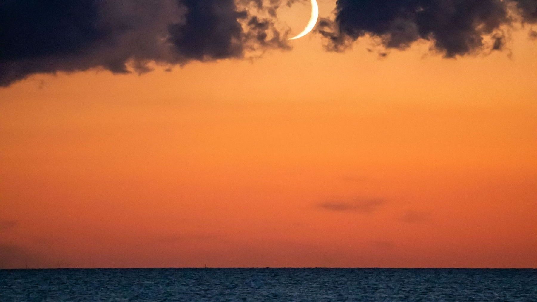 El eclipse solar cambiará el comportamiento de los animales marinos en pleno Mediterráneo – ECOticias.com