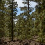 El pino canario que resucita después del fuego asombra diez años después del gran incendio de La Palma