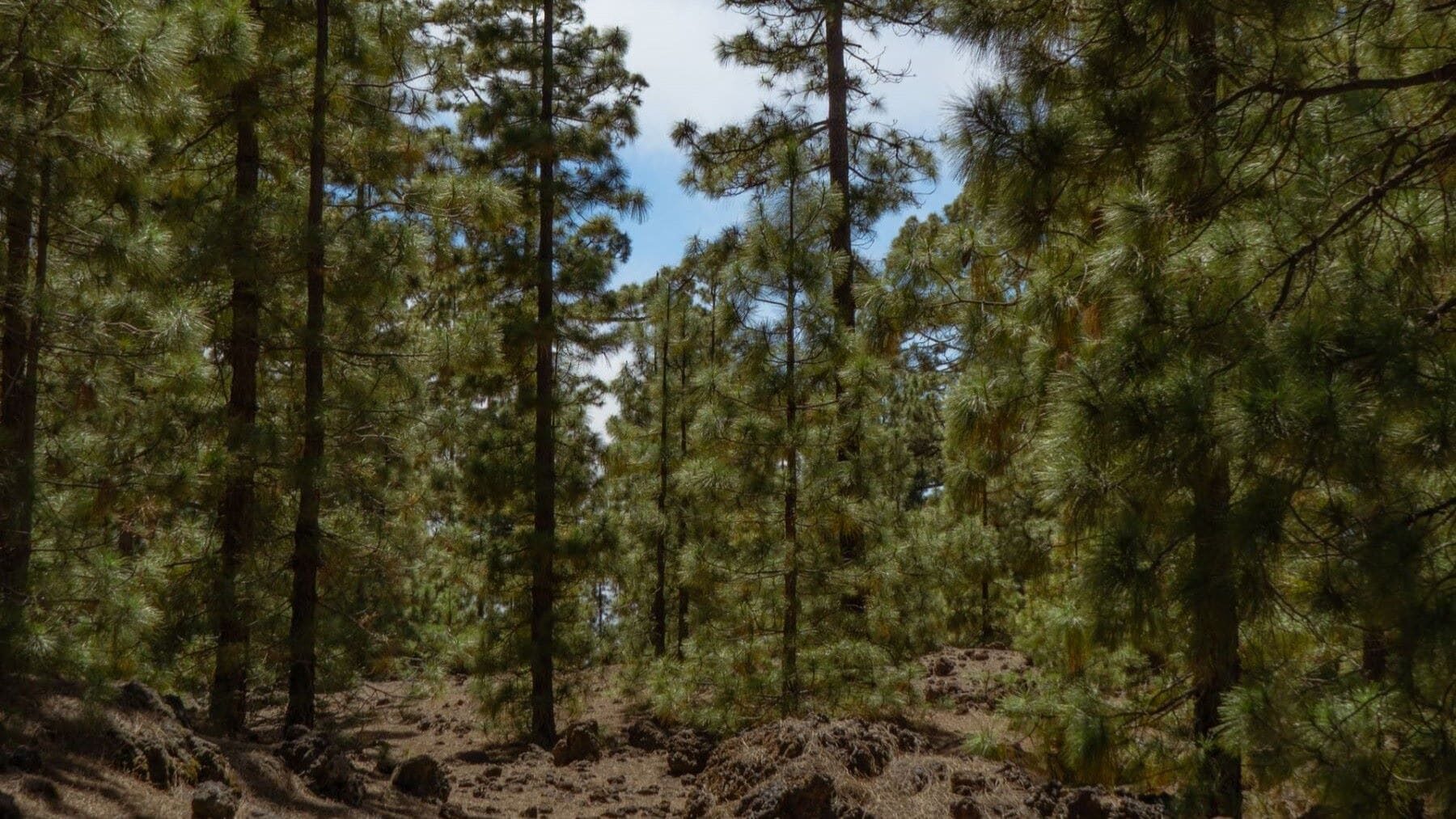 El pino canario que resucita después del fuego asombra diez años después del gran incendio de La Palma