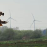 Galicia tumba un parque eólico para proteger las aves: seis aerogeneradores ‘chocan’ contra la biodiversidad – ECOticias.com