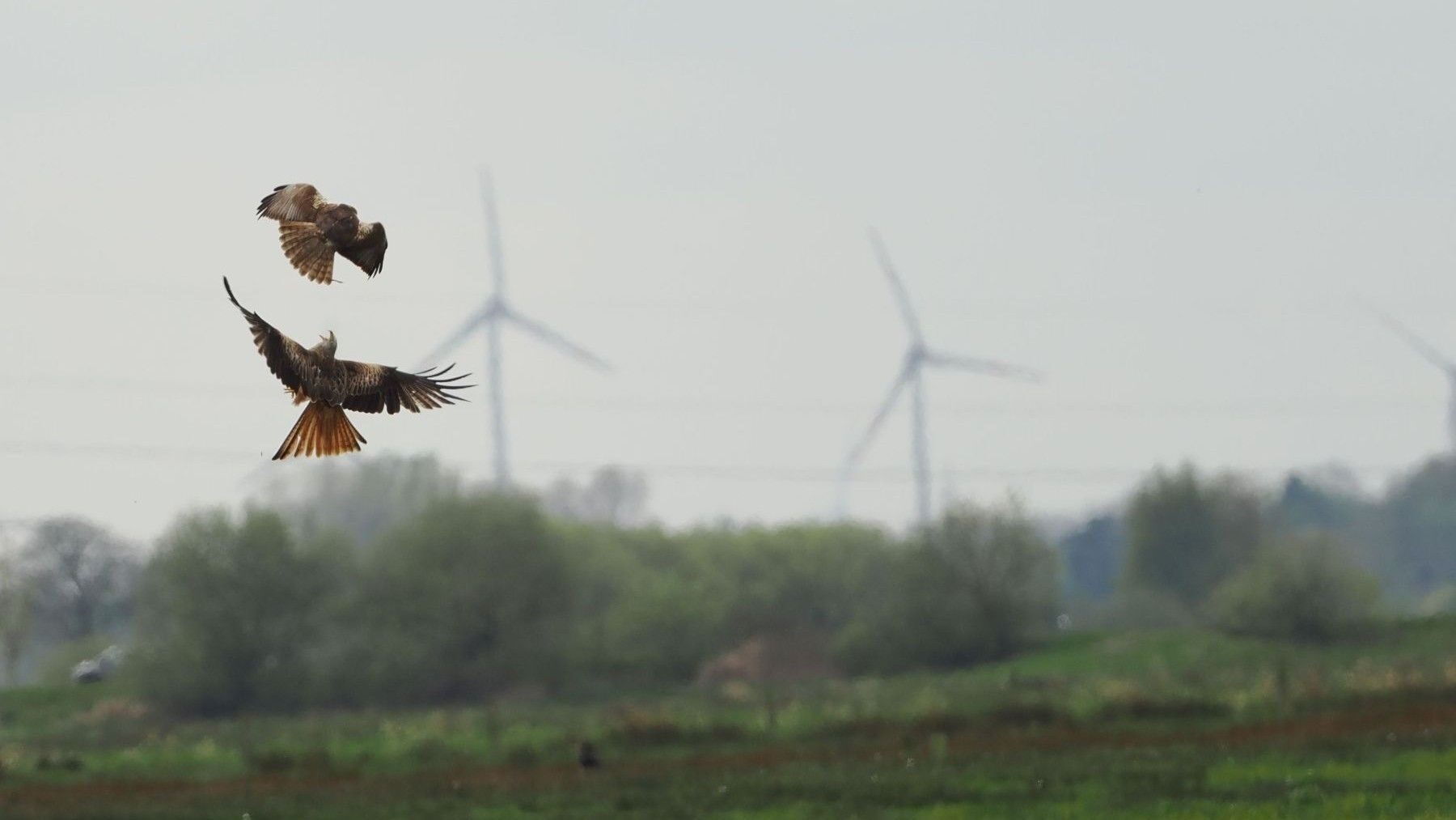 Galicia tumba un parque eólico para proteger las aves: seis aerogeneradores ‘chocan’ contra la biodiversidad – ECOticias.com