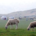 La COP17 contra la desertificación moviliza 1.300 millones, pero vuelve a aplazar el gran pacto mundial contra la sequía
