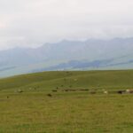La COP17 pone el foco en los pastizales: 500 millones de personas dependen de ellos