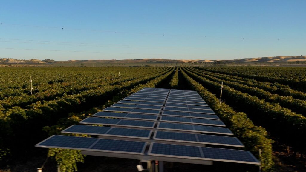 La energía solar protege los viñedos del calor extremo sin perjudicar el vino – ECOticias.com