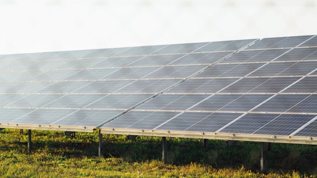 La expansión de la energía solar reduce la biodiversidad de aves en China – ECOticias.com