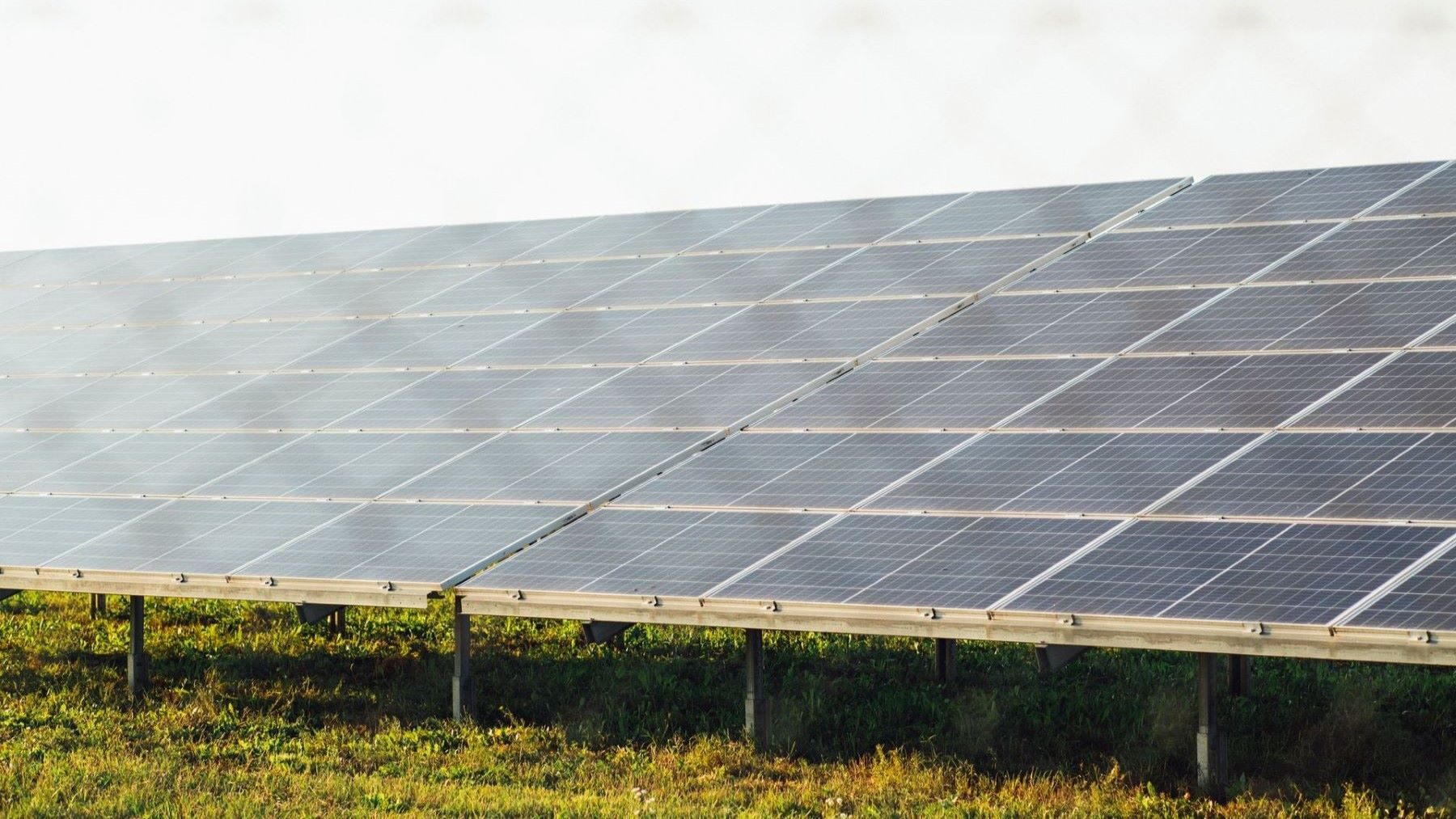 La expansión de la energía solar reduce la biodiversidad de aves en China – ECOticias.com