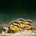 La marisma de Doñana al final del verano revela su imagen más extrema: el agua desaparece y miles de aves se refugian en pocos enclaves