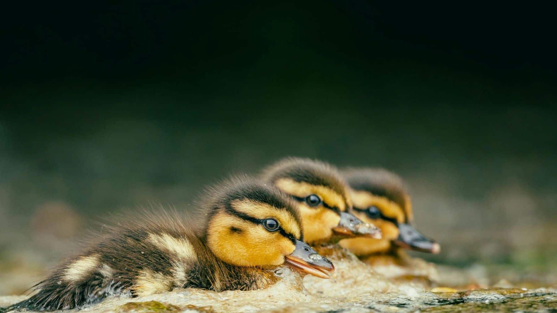 La marisma de Doñana al final del verano revela su imagen más extrema: el agua desaparece y miles de aves se refugian en pocos enclaves